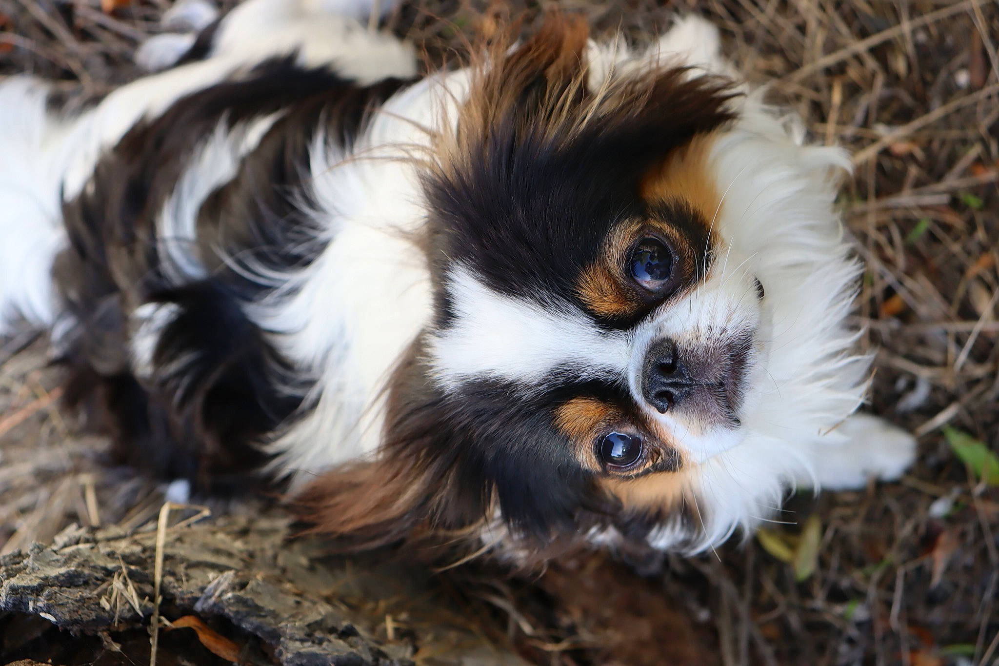 Kirby is registered to the contest to win money with this photo: bird_of_prey, canidae, close_up, companion_dog, dog_breed, eyelash, fawn, forest, fur, grass, jungle, macro_photography, plant, primate, snout, sporting_group, terrestrial_animal, whiskers, wildlife, wood