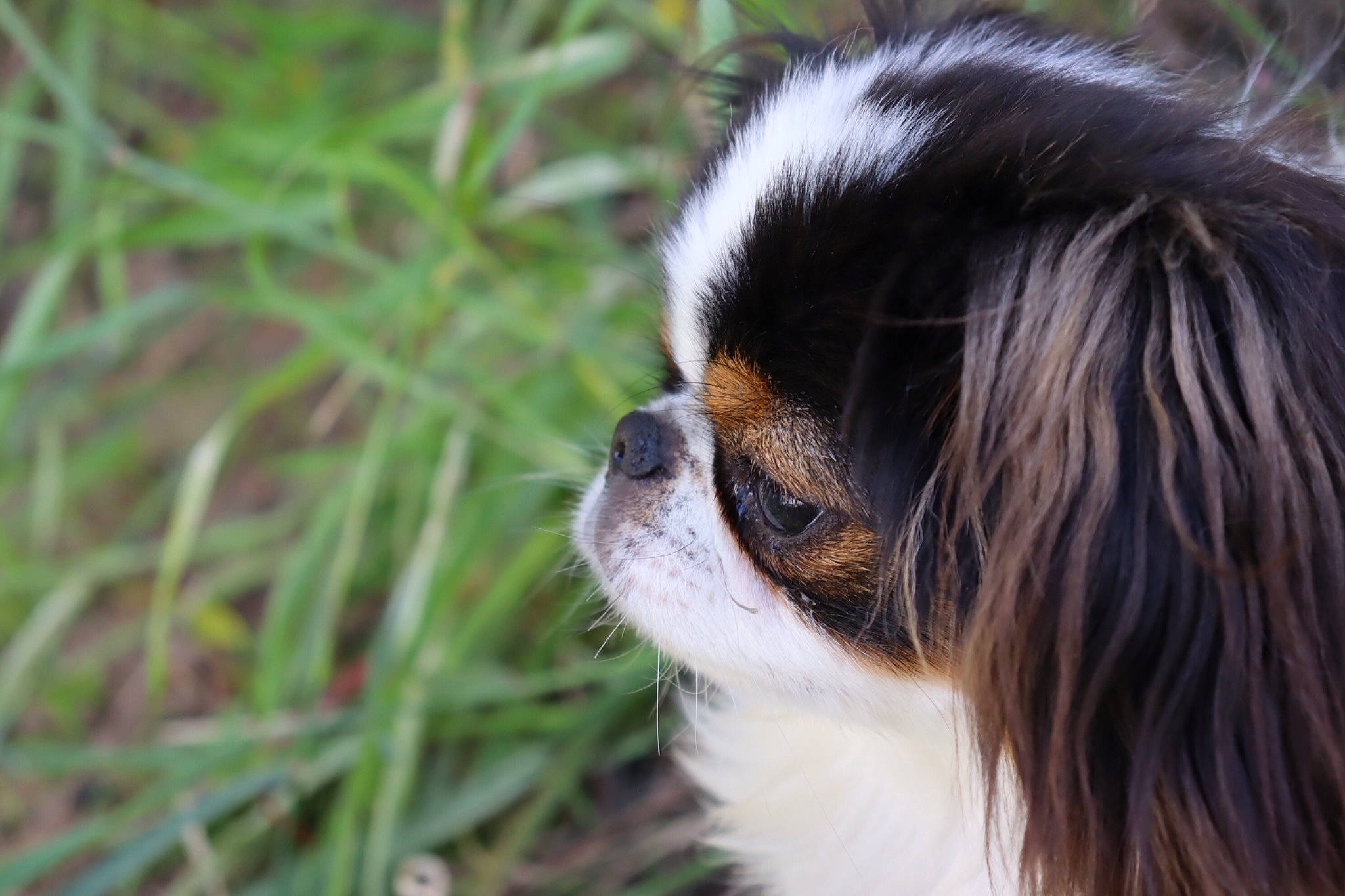 Kirby is registered to the contest to win money with this photo: canidae, carnivore, companion_dog, dog, dog_breed, fawn, fur, grass, jungle, king_charles_spaniel, plant, primate, snout, sporting_group, terrestrial_animal, toy_dog