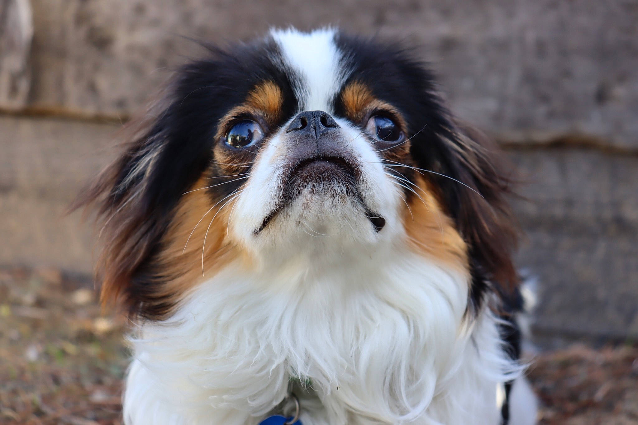 Kirby joined the competition — help win amazing prizes! carnivore, companion_dog, dog, dog_breed, fawn, fur, grass, hair, iris, liver, snout, sporting_group, terrestrial_animal, toy_dog, wildlife, working_animal