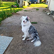 Vicky participe au concours pour gagner de l'argent avec cette photo : animal, backyard, calm, canine, car, collar, concrete, daylight, dog, fur, grass, nature, outdoor, path, pet, quiet, sitting, sunlight, tree, yard