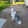 animal, backyard, calm, canine, car, collar, concrete, daylight, dog, fur, grass, nature, outdoor, path, pet, quiet, sitting, sunlight, tree, yard