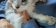 Oliver joined the competition — help win amazing prizes! cat, heterochromia, pet, fluffy, hands, blue_sweatshirt, indoor, closeup, animal, feline, person, holding, cute, domestic_animal, portrait, fur, whiskers, ears, eyes, comfort