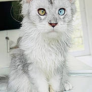 Oliver is registered to the contest to win money with this photo: cat, fluffy, heterochromia, gray, white, closeup, marble_surface, indoor, pet, feline, curious, ears, whiskers, eyes, portrait, sitting, domestic_animal, soft_light, fur, cute