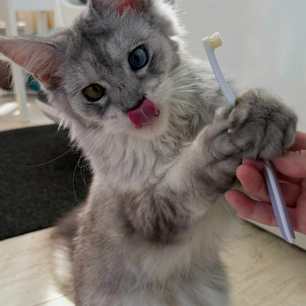 Oliver is registered to the contest to win money with this photo: blue_eye, cat, cute, domestic_animal, feline, floor, fur, gray_fur, hand, heterochromia, indoor, kitten, licking, paw, pet, playing, toothbrush, whiskers, white_fur, yellow_eye