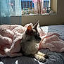 Oliver is registered to the contest to win money with this photo: animal, bed, blanket, blue, cat, comfort, cozy, curtain, decor, domestic, feline, fur, indoor, pet, pink, relaxing, resting, soft, sunlight, window