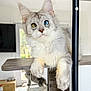 cat, heterochromia, blue_eye, amber_eye, fluffy_fur, indoor, shelf, pet, animal, feline, curious, relaxed, close_up, whiskers, ears, paws, domestic_cat, household, window, natural_light