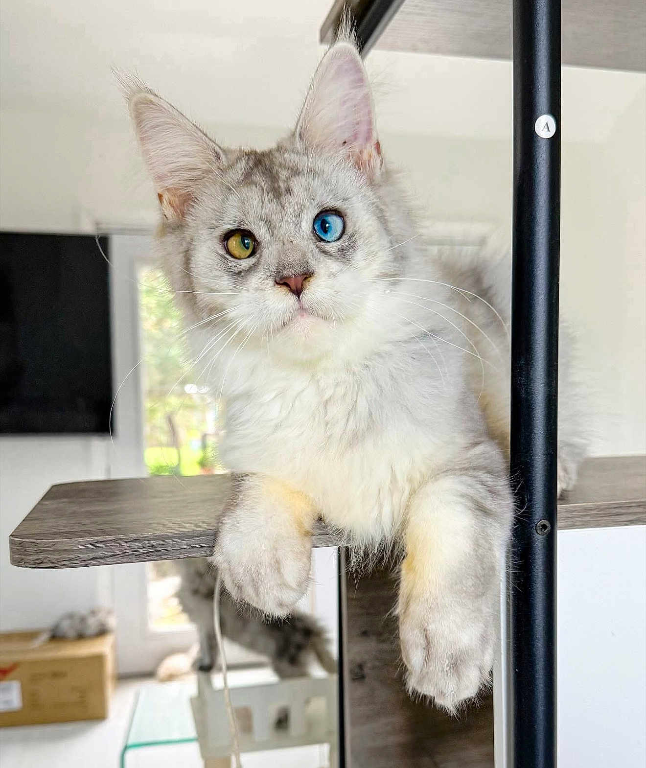 Oliver is registered to the contest to win money with this photo: cat, heterochromia, blue_eye, amber_eye, fluffy_fur, indoor, shelf, pet, animal, feline, curious, relaxed, close_up, whiskers, ears, paws, domestic_cat, household, window, natural_light