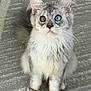 Oliver is registered to the contest to win money with this photo: cat, heterochromia, blue_eye, yellow_eye, fluffy, whiskers, pet, indoor, carpet, sitting, feline, cute, animal, portrait, mammal, soft_fur, looking_up, close_up, domestic_cat, eyes