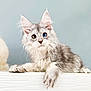 Oliver joined the competition — help win amazing prizes! kitten, cat, heterochromia, blue_eye, amber_eye, fluffy, gray, white, whiskers, ears, paw, cute, pet, animal, feline, portrait, indoor, soft_background, relaxed, curious