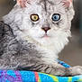 animal, blue_eye, cat, closeup, colorful, ears, feline, fur, gray_cat, heterochromia, indoor, pet, portrait, relaxing, resting, soft_background, texture, towel, whiskers, yellow_eye