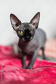 Todd joined the competition — help win amazing prizes! black_cat, carnivore, cat, cat_supply, claw, close_up, dog_breed, donskoy, fawn, felidae, fur, pet_supply, small_to_medium_sized_cats, snout, terrestrial_animal, whiskers