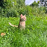 Bloom participe au concours pour gagner de l'argent avec cette photo : abyssinian, animal, cat, countryside, field, flower, grass, grassland, green, herbs, kitten, lawn, meadow, nature, outdoors, pet, plant, rural, tree, vegetation