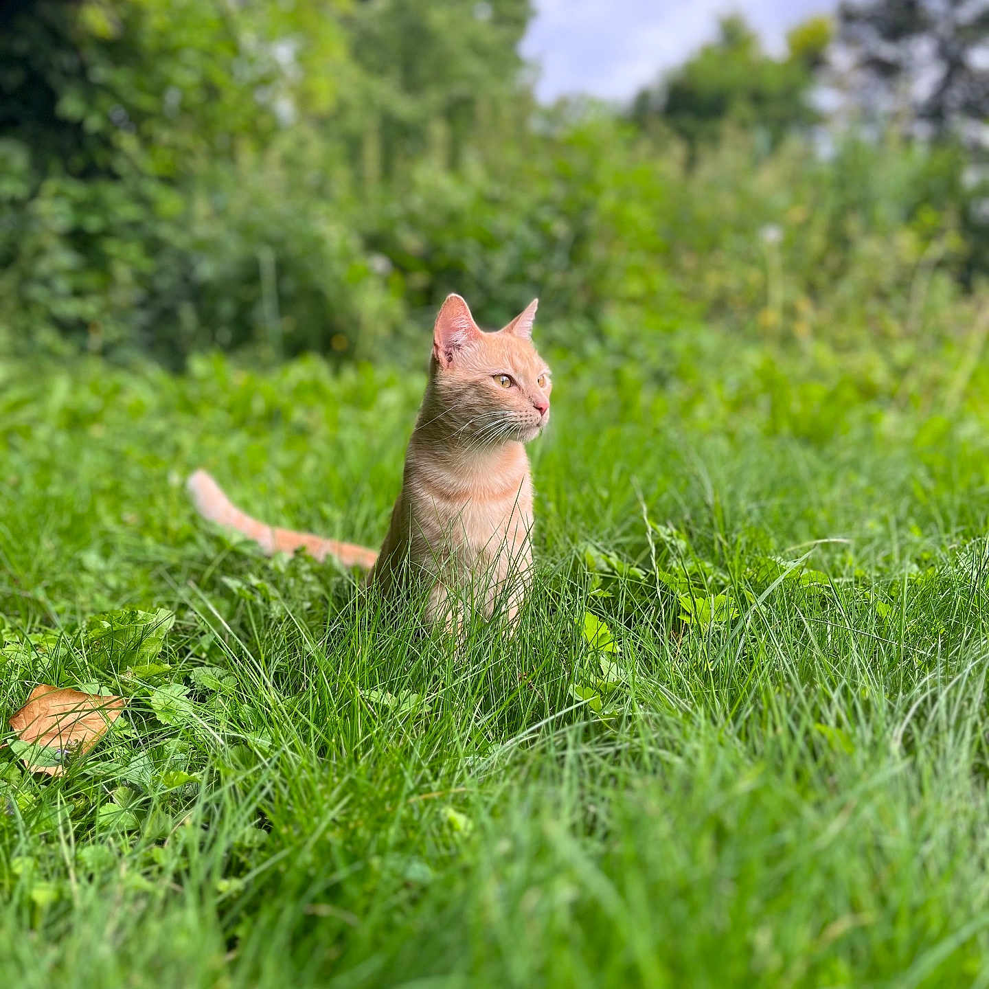 Bloom participe au concours pour gagner de l'argent avec cette photo : abyssinian, animal, cat, countryside, field, flower, grass, grassland, green, herbs, kitten, lawn, meadow, nature, outdoors, pet, plant, rural, tree, vegetation