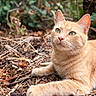 animal, cat, close_up, curious, daylight, ears, eyes, fur, ginger_cat, greenery, leaves, lying_down, mammal, nature, outdoor, pet, relaxed, twigs, whiskers, wildlife