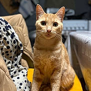 Bloom participe au concours pour gagner de l'argent avec cette photo : abyssinian, animal, architecture, armchair, baby, blanket, building, cat, chair, couch, cushion, furniture, indoors, kitten, livingroom, manx, person, pet, room, siamese