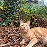 Bloom a rejoint le concours — aidez-le/la à gagner de superbes lots ! animal, cat, clouds, curious, fence, fur, garden, ginger_cat, greenery, ivy, leaves, nature, outdoor, pet, relaxed, sky, sunlight, twigs, whiskers, wildlife