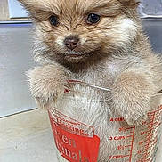 Chica joined the competition — help win amazing prizes! puppy, dog, measuring_cup, glass, kitchen, cute, fluffy, small, animal, pet, furry, indoors, adorable, container, brown, closeup, face, ears, eyes, paws