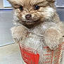 puppy, dog, measuring_cup, glass, kitchen, cute, fluffy, small, animal, pet, furry, indoors, adorable, container, brown, closeup, face, ears, eyes, paws