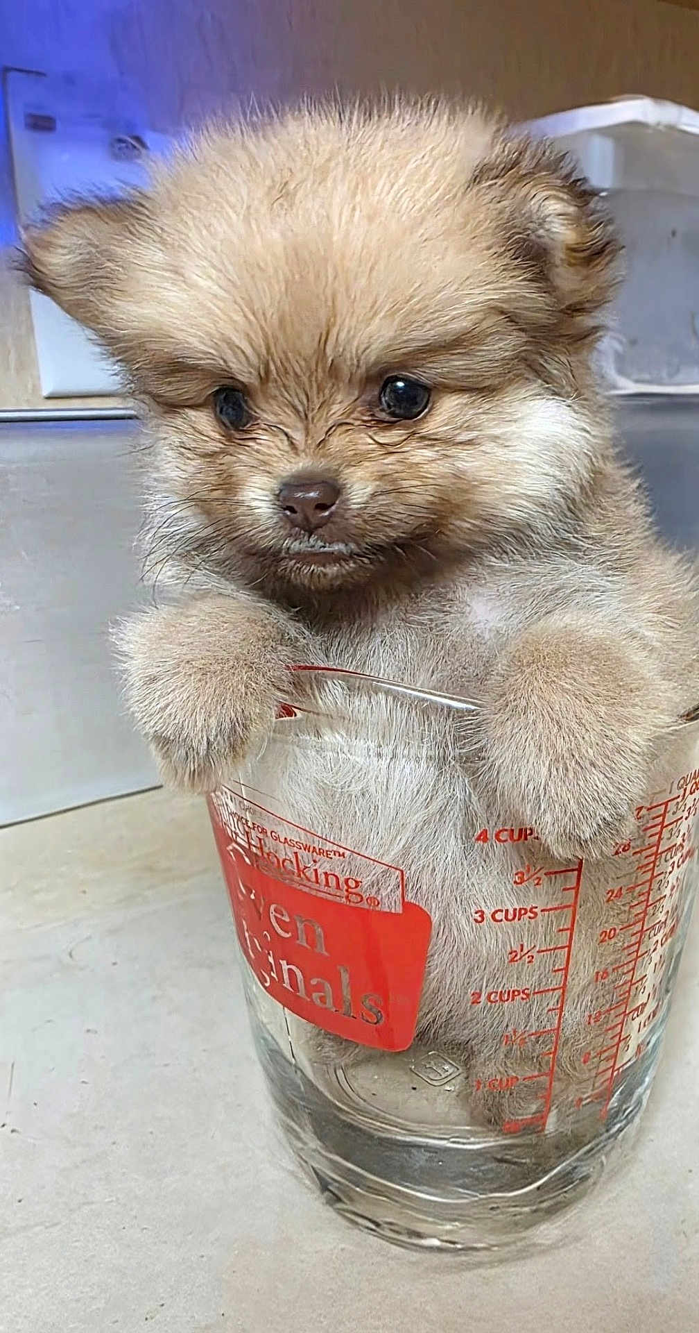Chica joined the competition — help win amazing prizes! puppy, dog, measuring_cup, glass, kitchen, cute, fluffy, small, animal, pet, furry, indoors, adorable, container, brown, closeup, face, ears, eyes, paws