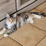 Luna participe au concours pour gagner de l'argent avec cette photo : cat, fluffy, multi_colored, lounging, tile_floor, wooden_cabinet, pet, domestic_animal, relaxed, indoor, feline, fur, whiskers, ears, tail, paws, eyes, calm, household, close_up