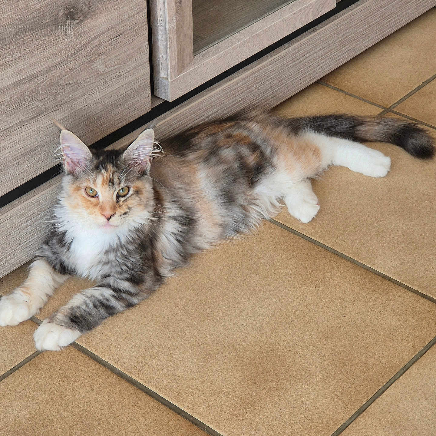 Luna participe au concours pour gagner de l'argent avec cette photo : cat, fluffy, multi_colored, lounging, tile_floor, wooden_cabinet, pet, domestic_animal, relaxed, indoor, feline, fur, whiskers, ears, tail, paws, eyes, calm, household, close_up