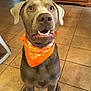 dog, orange_bandana, pet, indoor, floor_tiles, canine, brown_dog, sitting, looking_up, teeth, tongue, ears, household, cabinet, floor, funny_expression, domestic_animal, portrait, animal, muzzle