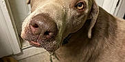Rex is registered to the contest to win money with this photo: dog, brown_dog, pet, indoors, floor, door, curious, canine, animal, closeup, looking_up, head_tilt, ears, fur, muzzle, nostrils, whiskers, domestic_animal, companion, expression