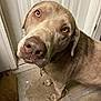 dog, brown_dog, pet, indoors, floor, door, curious, canine, animal, closeup, looking_up, head_tilt, ears, fur, muzzle, nostrils, whiskers, domestic_animal, companion, expression