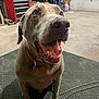 Rex joined the competition — help win amazing prizes! dog, happy, smiling, tongue_out, pet, indoor, garage, workshop, tools, mat, floor, collar, tag, brown_dog, canine, animal, close_up, sitting, looking_up, domestic_animal
