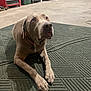 Rex joined the competition — help win amazing prizes! dog, pet, animal, indoor, garage, mat, brown_dog, collar, floor, storage, toolbox, container, equipment, looking_up, large_dog, paw, quiet, waiting, canine, domestic