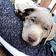 Rex joined the competition — help win amazing prizes! puppy, dog, sleepy, resting, fur, close_up, outdoor, wooden_surface, fabric, striped, cozy, pet, cute, young_dog, relaxed, animal, head, nostrils, ears, nose