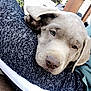 puppy, dog, sleepy, resting, fur, close_up, outdoor, wooden_surface, fabric, striped, cozy, pet, cute, young_dog, relaxed, animal, head, nostrils, ears, nose