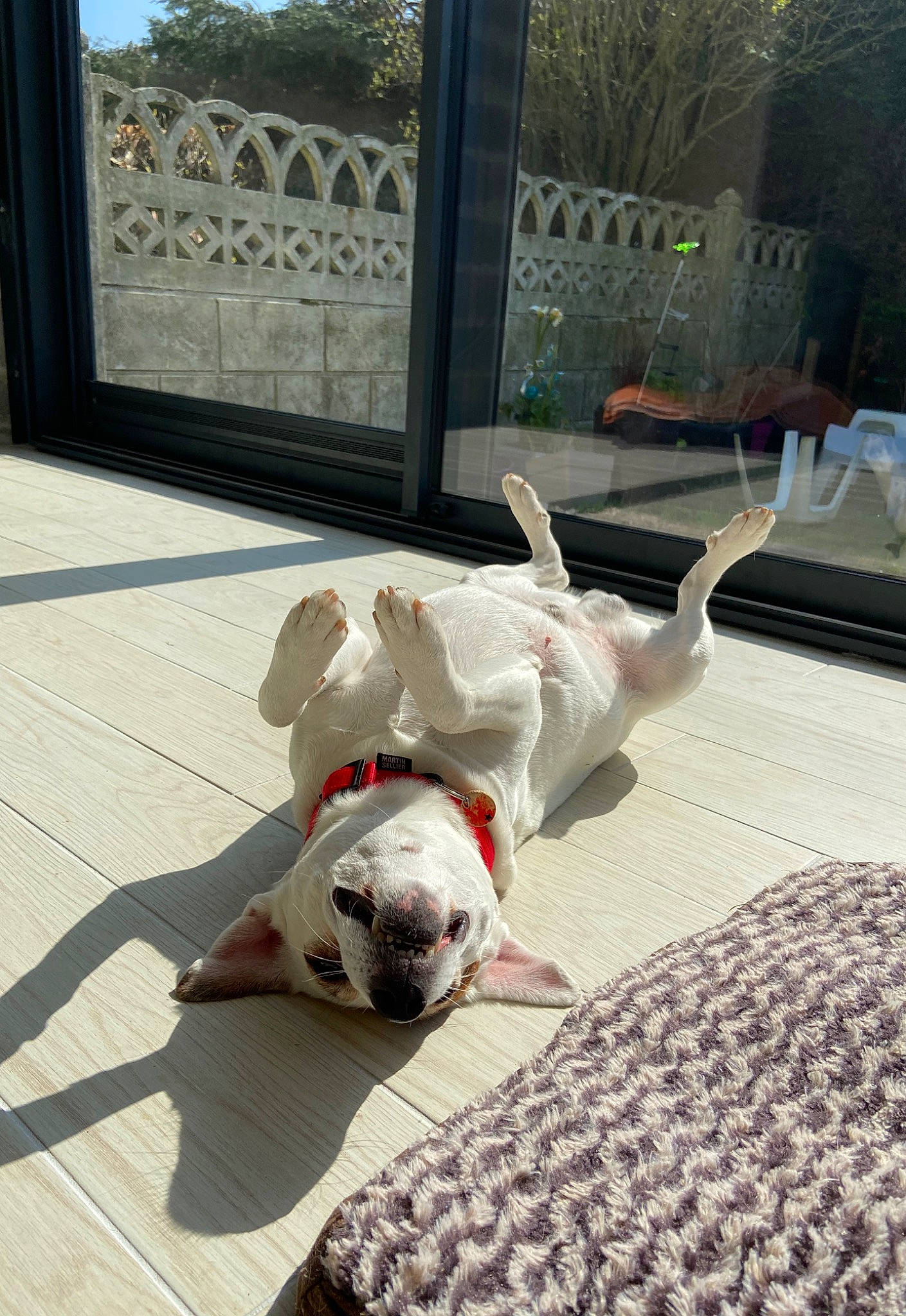 Gabin participe au concours pour gagner de l'argent avec cette photo : american_bulldog, bulldog, canidae, carnivore, companion_dog, dog, dog_breed, dogo_argentino, fawn, french_bulldog, mammal, non_sporting_group, pit_bull, puppy, snout, sporting_group, tail