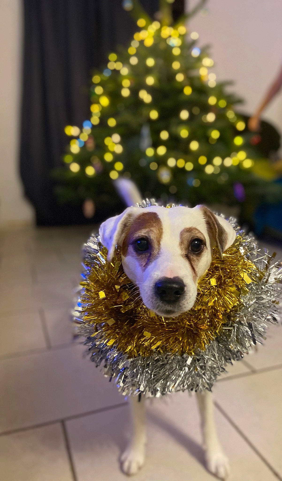 Gabin a rejoint le concours — aidez-le/la à gagner de superbes lots ! canidae, carnivore, christmas, christmas_decoration, christmas_ornament, christmas_tree, companion_dog, dog, dog_breed, fawn, plant, puppy, rare_breed_dog, snout, sporting_group, tree, yellow