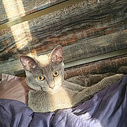 Rita joined the competition — help win amazing prizes! animal, bed, blanket, cat, cozy, cute, ears, feline, fur, gray_cat, indoor, peaceful, pet, pillow, relaxing, resting, sunlight, whiskers, wooden_wall, yellow_eyes