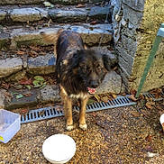 Loulou participe au concours pour gagner de l'argent avec cette photo : dog, outdoor, stone_steps, leaves, dog_bowl, plastic_container, patio, chain, wall, table, happy_dog, fur, tail, mouth_open, ears, eyes, ground, sunlight, shadow, nature