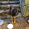 chain, dog, dog_bowl, ears, eyes, fur, ground, happy_dog, leaves, mouth_open, nature, outdoor, patio, plastic_container, shadow, stone_steps, sunlight, table, tail, wall