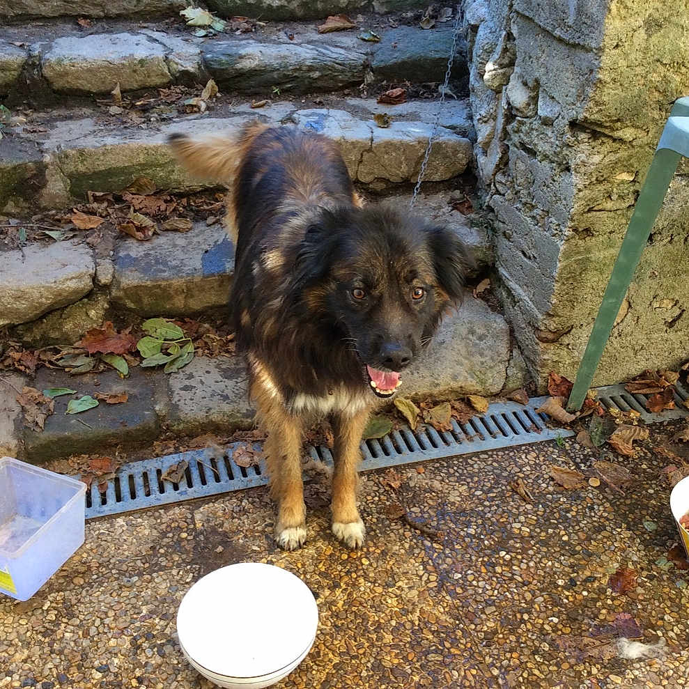 Loulou participe au concours pour gagner de l'argent avec cette photo : dog, outdoor, stone_steps, leaves, dog_bowl, plastic_container, patio, chain, wall, table, happy_dog, fur, tail, mouth_open, ears, eyes, ground, sunlight, shadow, nature
