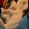 cat, sleeping, blanket, cozy, fur, paw, pet, indoor, resting, cute, animal, tabby, whiskers, pink_nose, relaxation, domestic_cat, soft, warm, comfort, snuggle