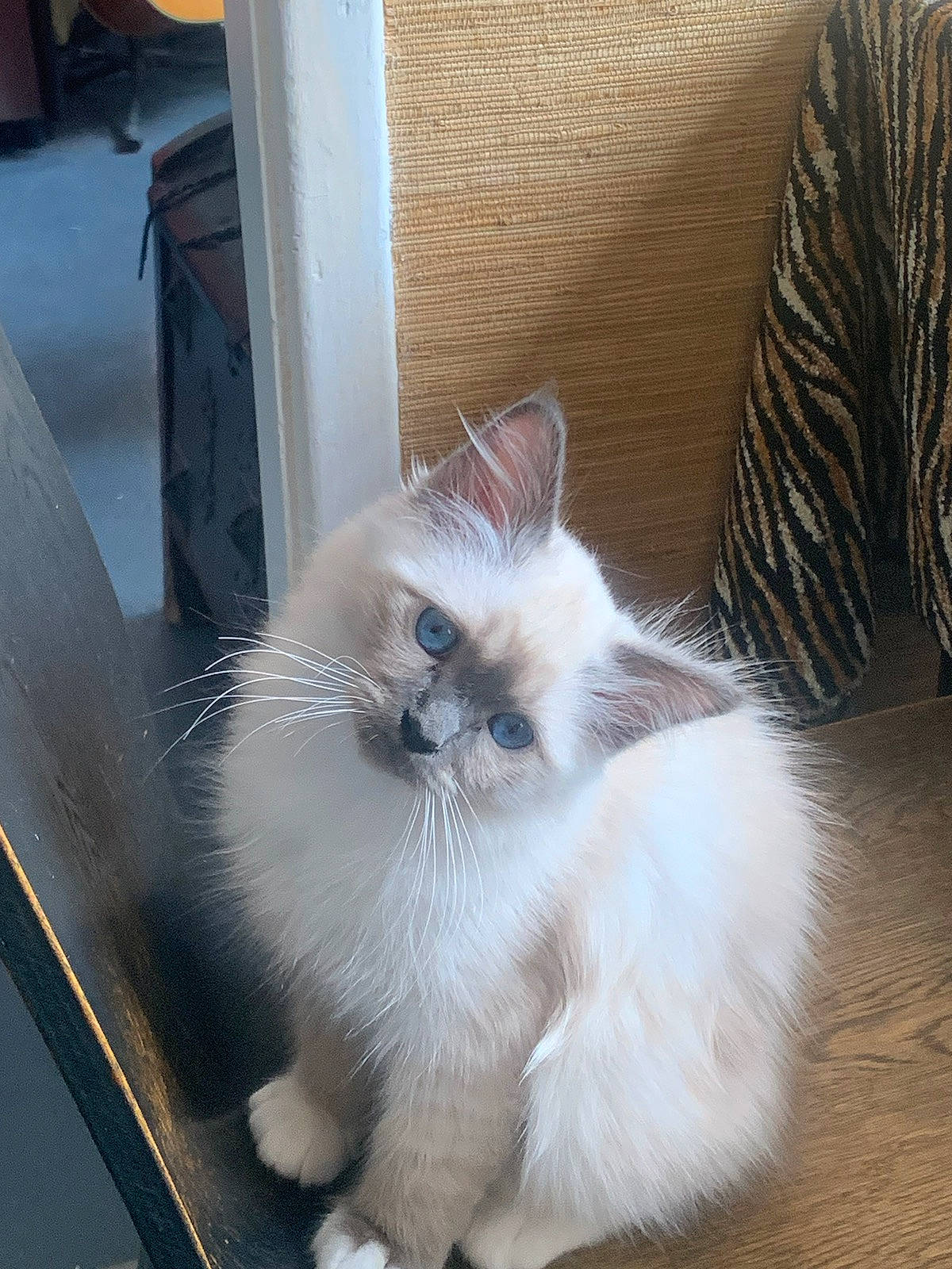 Udini Du Lotus Sacre