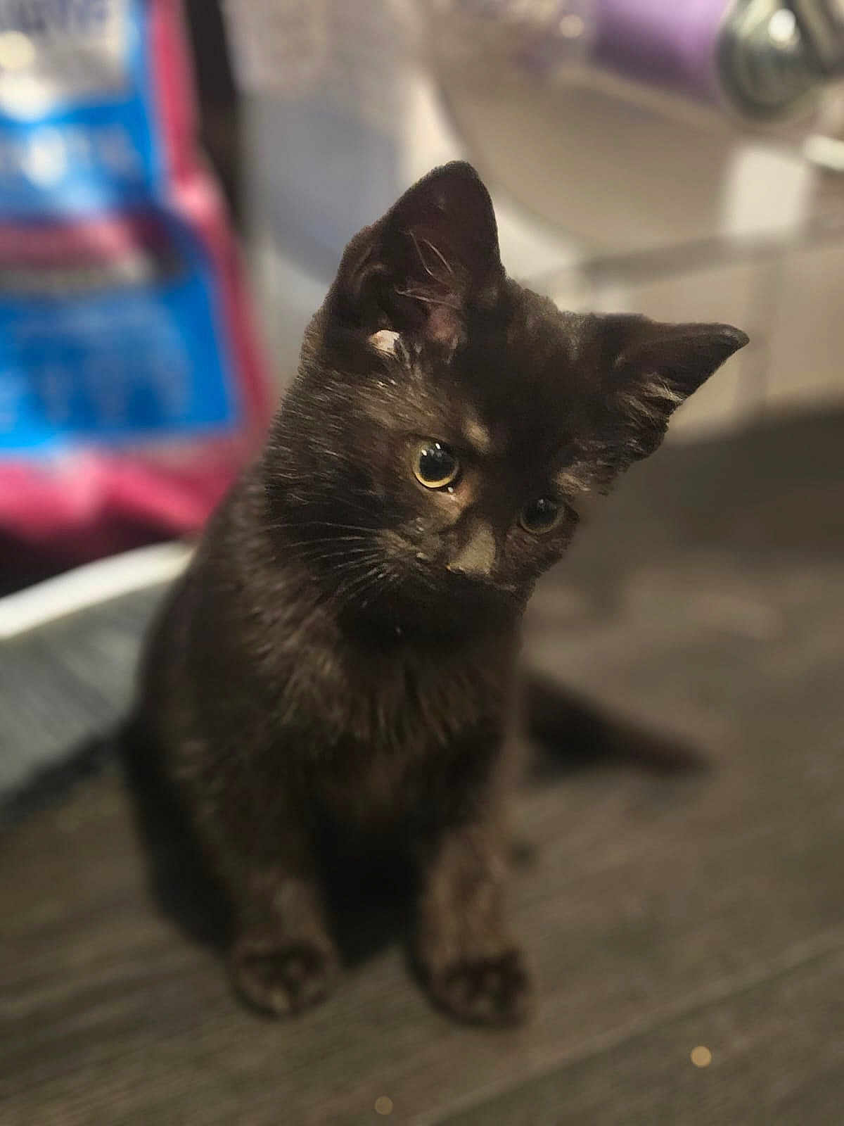 Boo joined the competition — help win amazing prizes! black_cat, kitten, pet, animal, cute, indoor, feline, fur, whiskers, ears, eyes, sitting, portrait, young, small, curious, domestic_animal, mammal, blurred_background, cozy