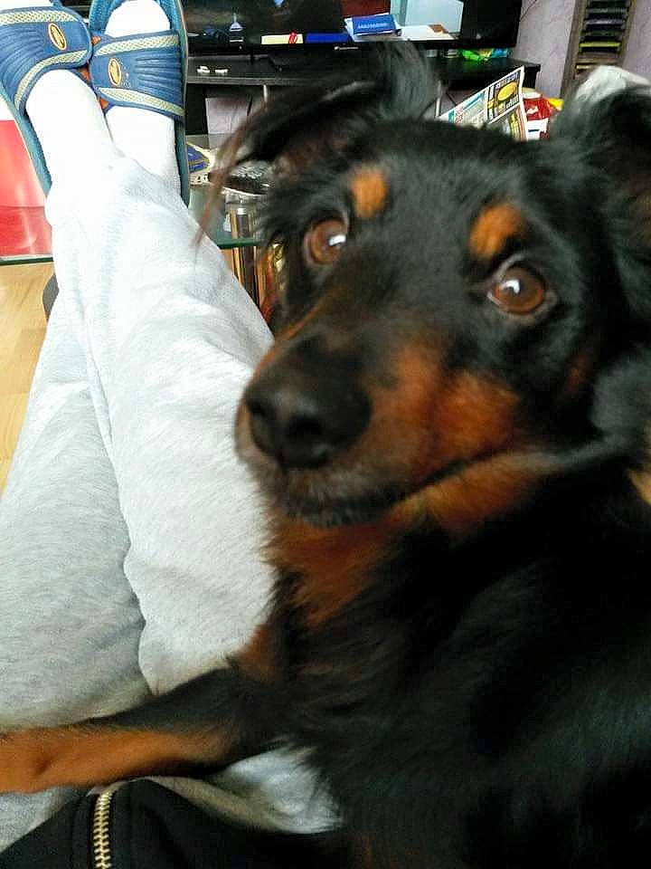 Scoobidou a rejoint le concours — aidez-le/la à gagner de superbes lots ! canidae, carnivore, comfort, companion_dog, dog, dog_breed, ear, fur, guard_dog, human_leg, snout, sporting_group, terrestrial_animal, toy_dog, whiskers, working_animal, working_dog