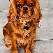 April participe au concours pour gagner de l'argent avec cette photo : dog, pet, brown_fur, sitting, collar, floor, tile, ears, fur, cute, animal, canine, looking, portrait, domestic_animal, indoor, young_dog, furry, companion, alert