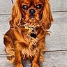 dog, pet, brown_fur, sitting, collar, floor, tile, ears, fur, cute, animal, canine, looking, portrait, domestic_animal, indoor, young_dog, furry, companion, alert