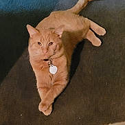 Tigger joined the competition — help win amazing prizes! cat, orange_cat, tabby, pet, collar, id_tag, lying, paws_crossed, carpet, indoor, tail, whiskers, eyes, fur, portrait, cozy, floor, relaxed, looking_at_camera, domestic