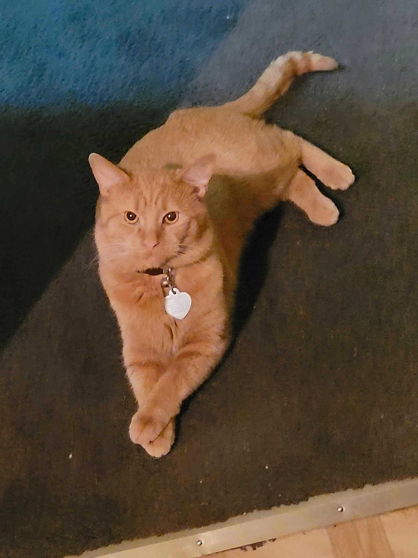 Tigger joined the competition — help win amazing prizes! cat, orange_cat, tabby, pet, collar, id_tag, lying, paws_crossed, carpet, indoor, tail, whiskers, eyes, fur, portrait, cozy, floor, relaxed, looking_at_camera, domestic