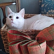 Kitty joined the competition — help win amazing prizes! cat, white_cat, pet, basket, ribbon, bow, chair, cushion, indoor, vintage, floral_pattern, upholstery, wooden_furniture, portrait, closeup, fur, ears, wide_eyes, cozy, home_interior