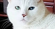 Kitty is registered to the contest to win money with this photo: blue_eye, cat, close_up, cozy, curious, cute, dresser, ear, face, fur, furniture, green_eye, heterochromia, indoor, nose, pet, portrait, relaxed, whiskers, white_cat