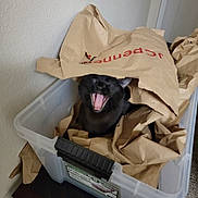 Squid is registered to the contest to win money with this photo: black_cat, cat, paper_bag, storage_bin, plastic_tub, yawning, open_mouth, indoor, home, door, wall, cardboard, crumpled_paper, playful, surprised, ears, tongue, furniture, container, pet