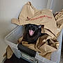 black_cat, cat, paper_bag, storage_bin, plastic_tub, yawning, open_mouth, indoor, home, door, wall, cardboard, crumpled_paper, playful, surprised, ears, tongue, furniture, container, pet